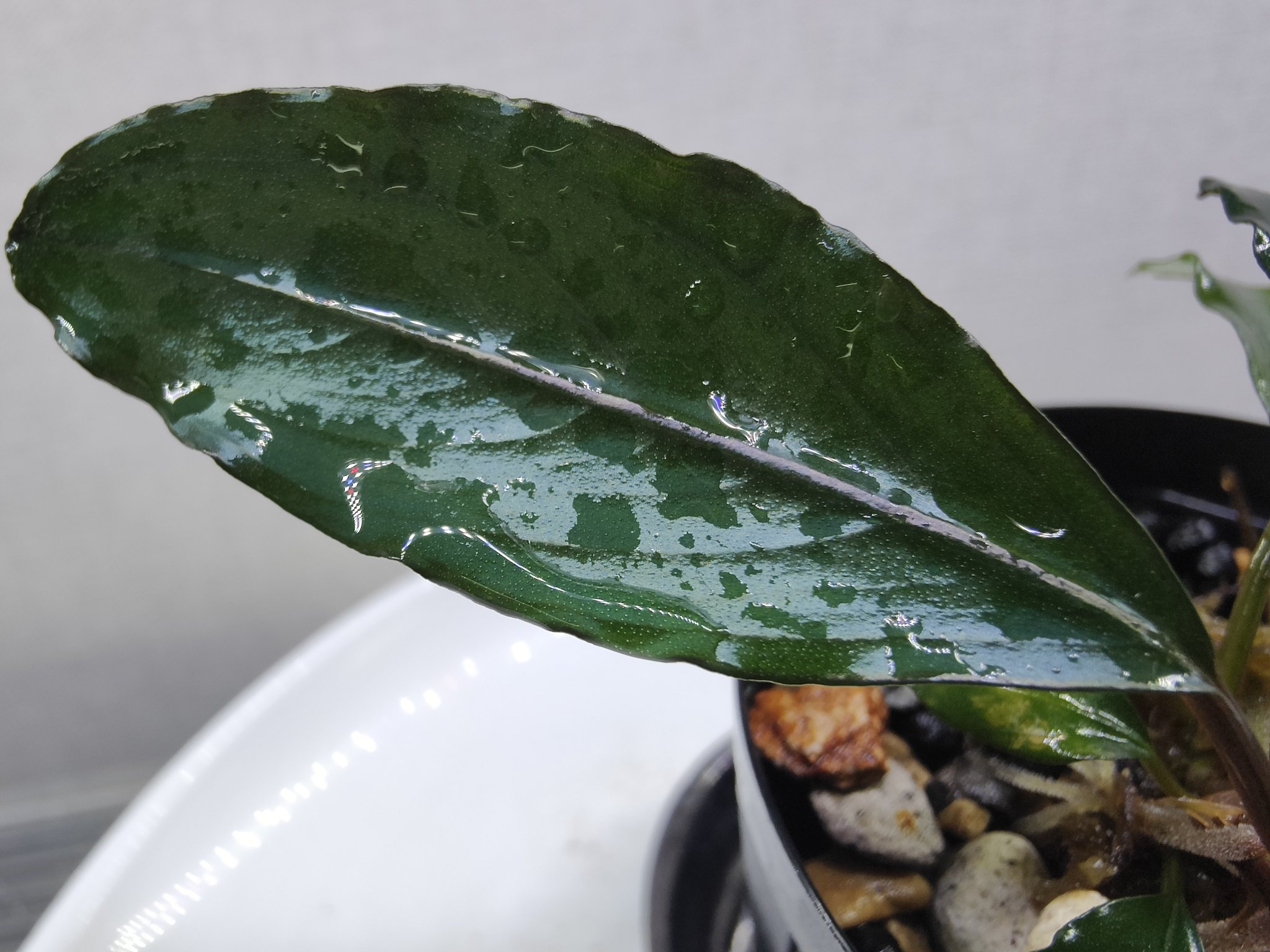 G*k様 ブセファランドラ Motleyana 新芽沢山あり　5株トリム可能 G*k様 ブセファランドラ Motleyana 新芽沢山あり 5株トリム可能