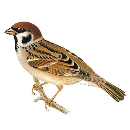 LinusGanman's tweet image. filpink och pilfink #spoonerism