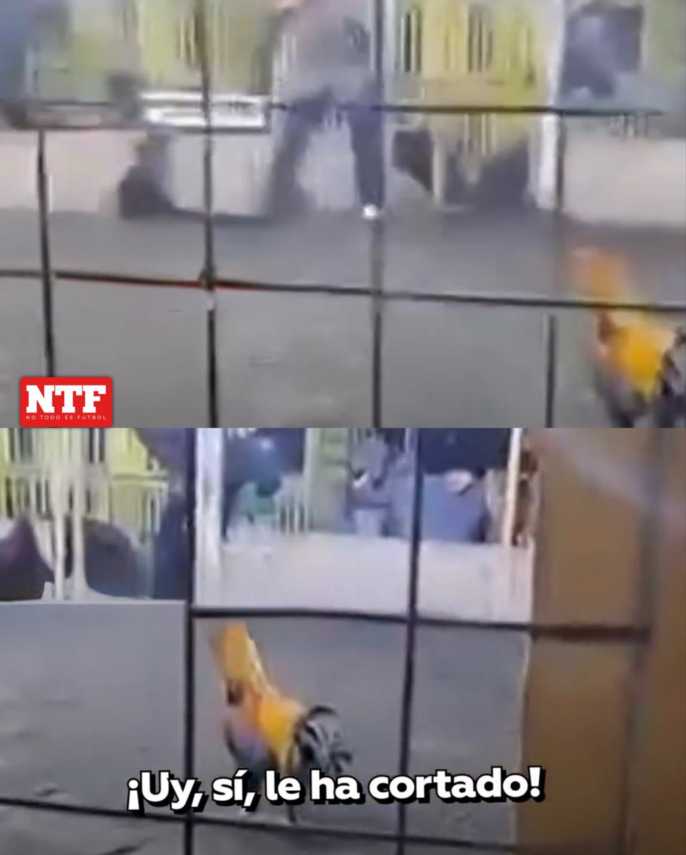 🐓🇵🇪| Tragedia en Barranca, Perú: Jorge Luis Castillo Corzo, de 55 años, falleció tras ser herido gravemente por las espuelas metálicas de su gallo de pelea durante un combate este domingo. 

La hemorragia masiva no pudo ser controlada, y la Policía Nacional ya investiga. 

Las