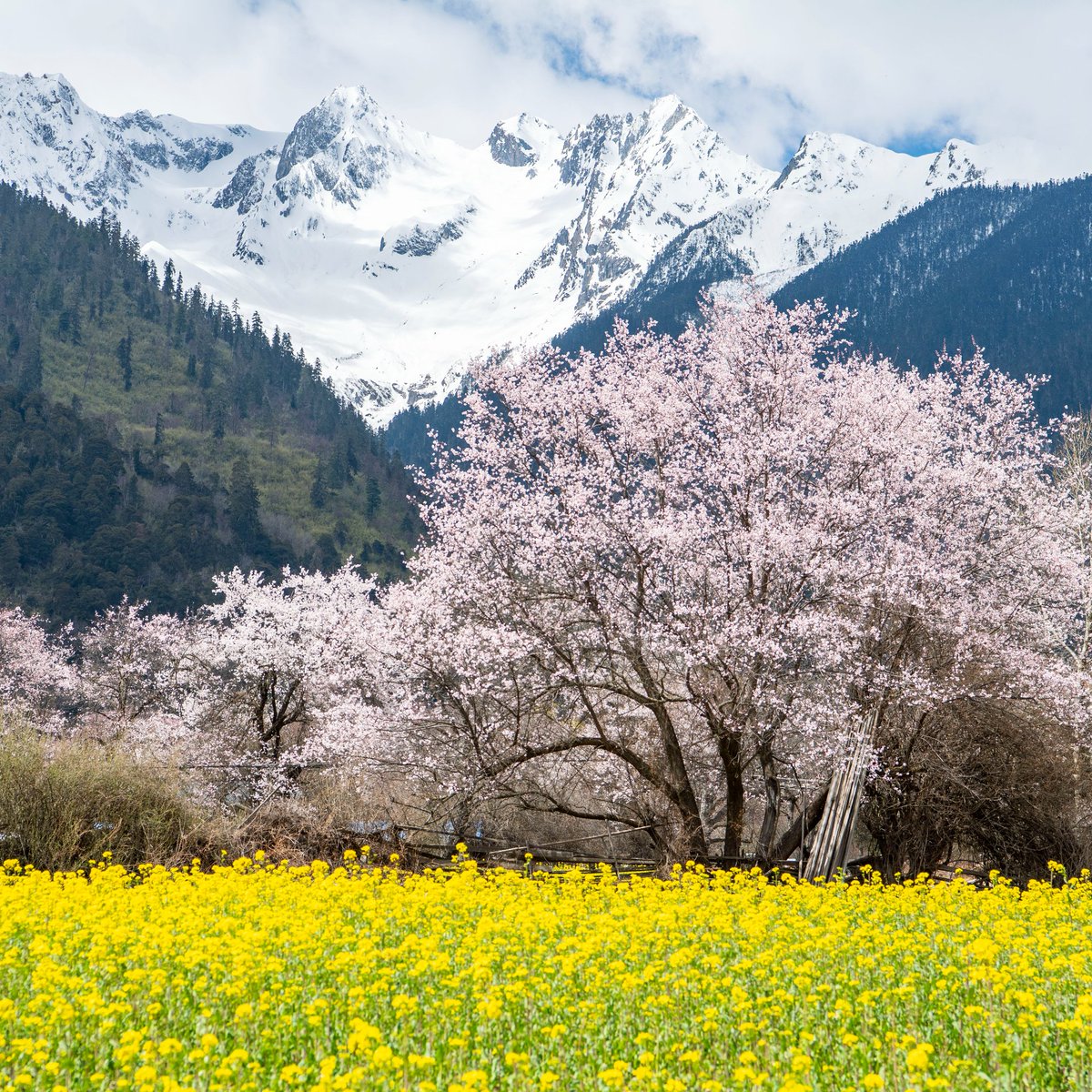 Not Jiangnan.
Not a painting.
Not AI, either.

This is Nyingchi atop the Tibetan Plateau, where peach blossoms bloom beneath Himalayan snow.

In Nyingchi's peace groves, some trees have seen 1,000 springs.

No words. Just petals and time, returning each year.

I visited Lhasa and