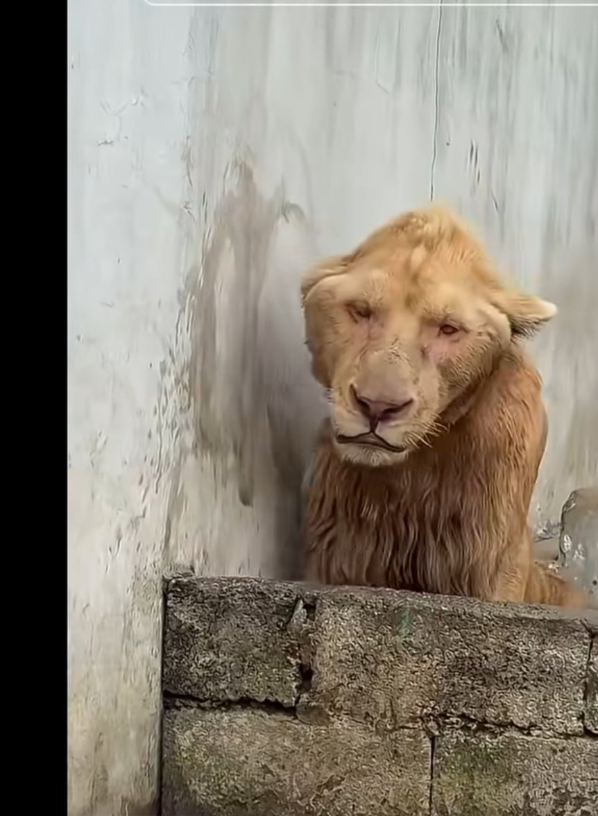 The Lion does not concern himself with red days , liquidations &amp; <a href="/MetaWin/">METAWIN.COM</a>

The lion 🤡 👇🏻