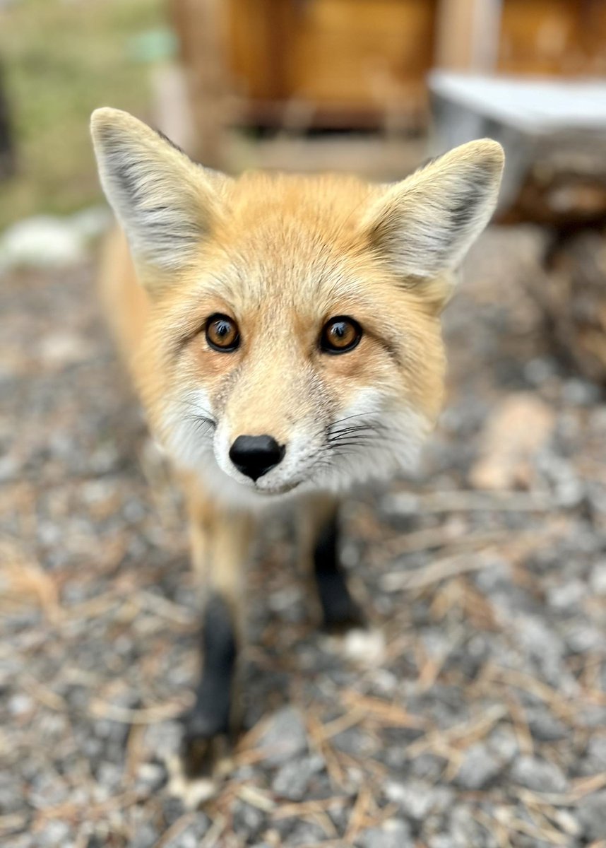One of our little neighbors stopped by for a visit late yesterday afternoon!