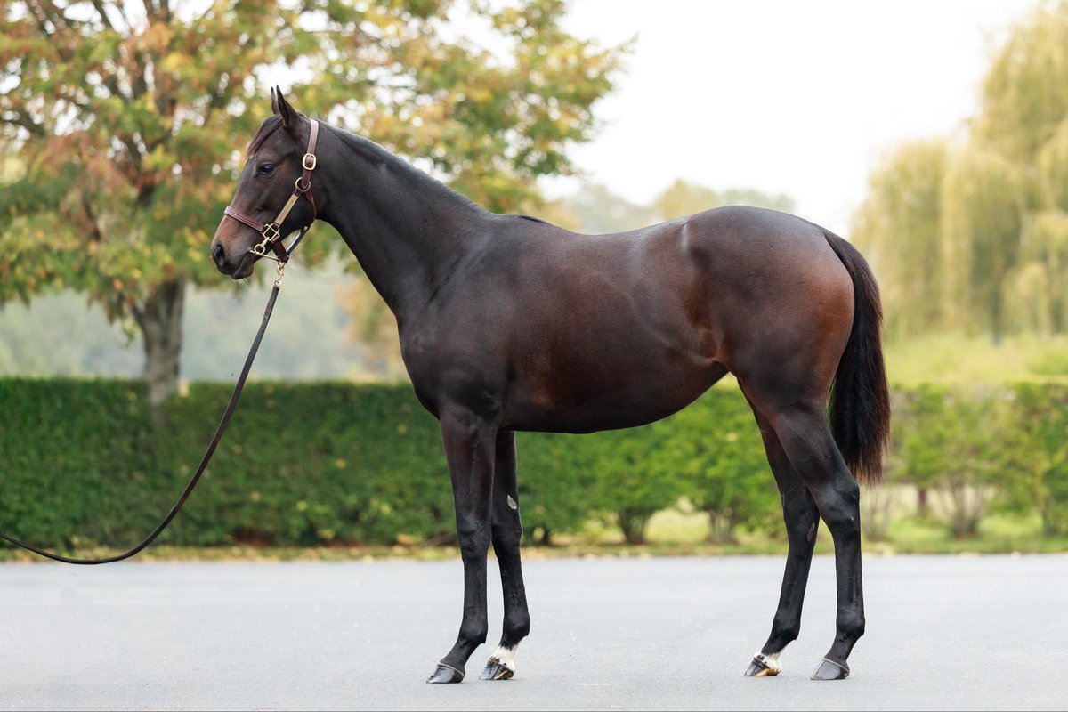 saint_pair's tweet image. 🍁ARQANAOCT Sale🟠⚪️
A well bred filly by the Sire 🔥 in 2025 #KINGMAN.@JuddmonteFarms 
Lot 2️⃣2️⃣1️⃣ , Dam Via Pisa Listed winner 🏆 and Gr1p.
A strong deep Saint Pair family with plenty of blacktype Fillies in the pedigree.
📍See you Yard C 
📸 @zuzanna_lupa