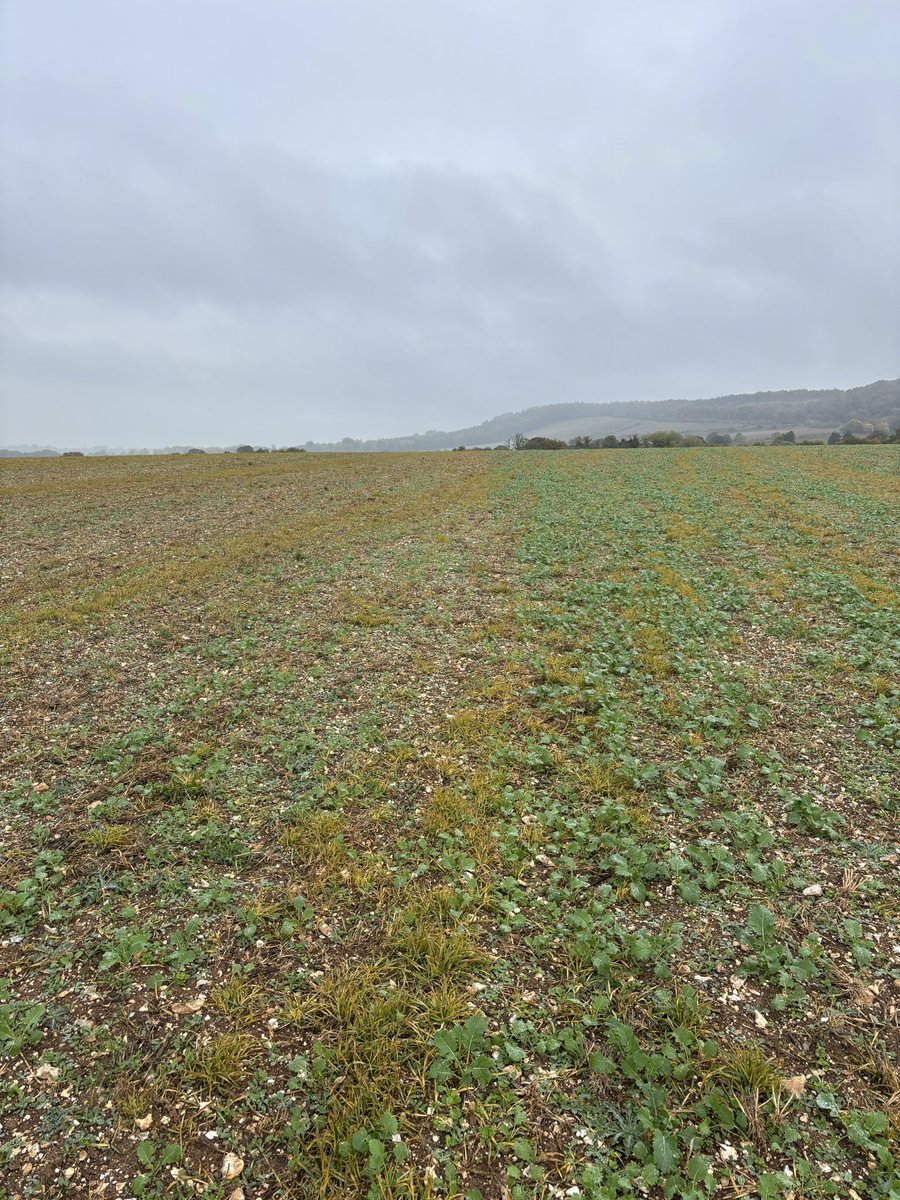 Todd Jex tweet media