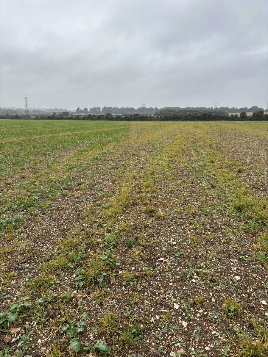 Todd Jex tweet media