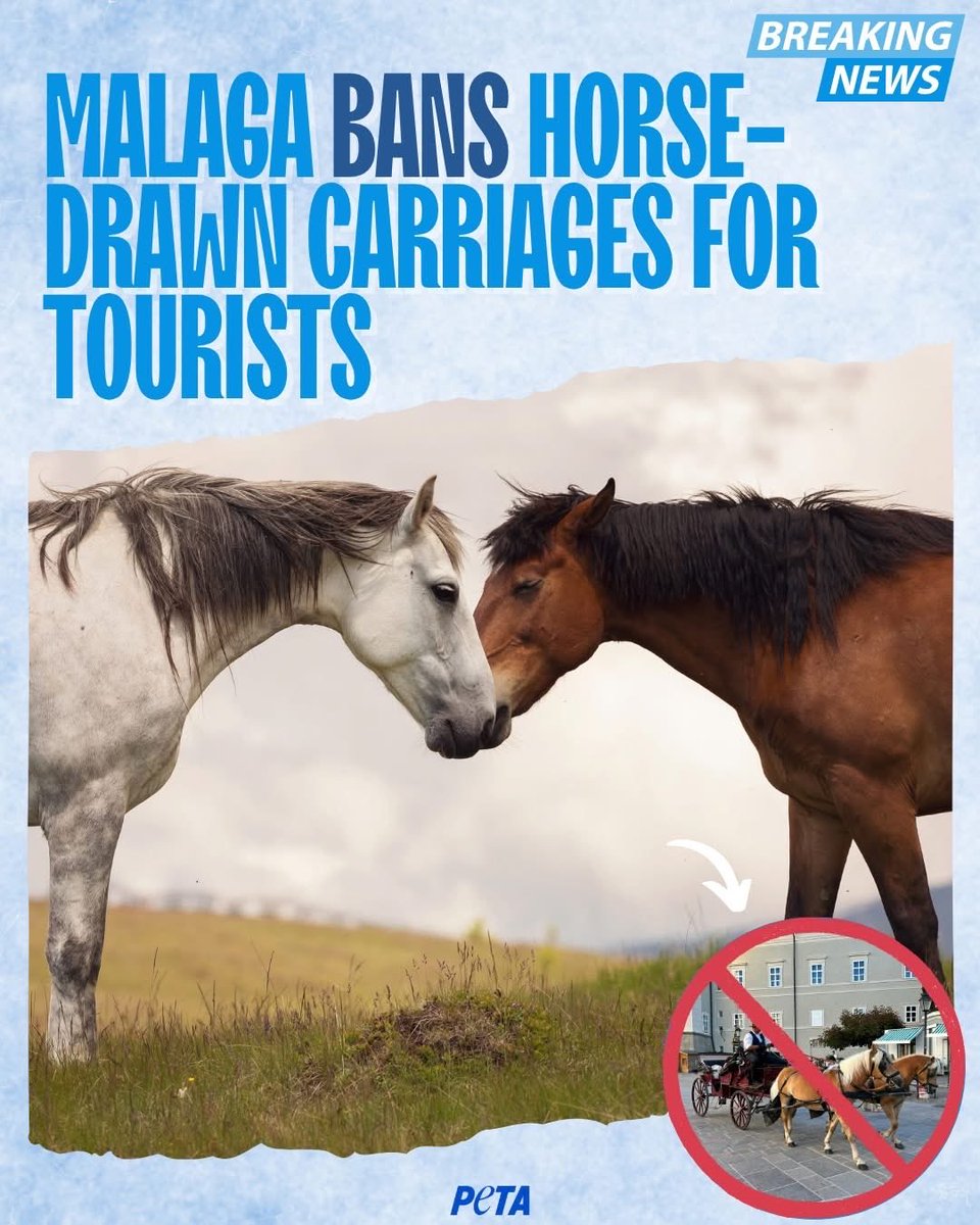 domdyer70's tweet photo. Victory for horses in Spain! 🐴💥
Malaga has ended horse-drawn carriage rides for tourists after reaching an agreement with operators - bringing the ban forward from 2035.

This historic move will spare horses from a miserable life of pulling heavy loads through traffic and heat.

Advocates are now urging the city to ensure every one of the 61 horses is retired to a sanctuary or rehomed through a rescue centre.