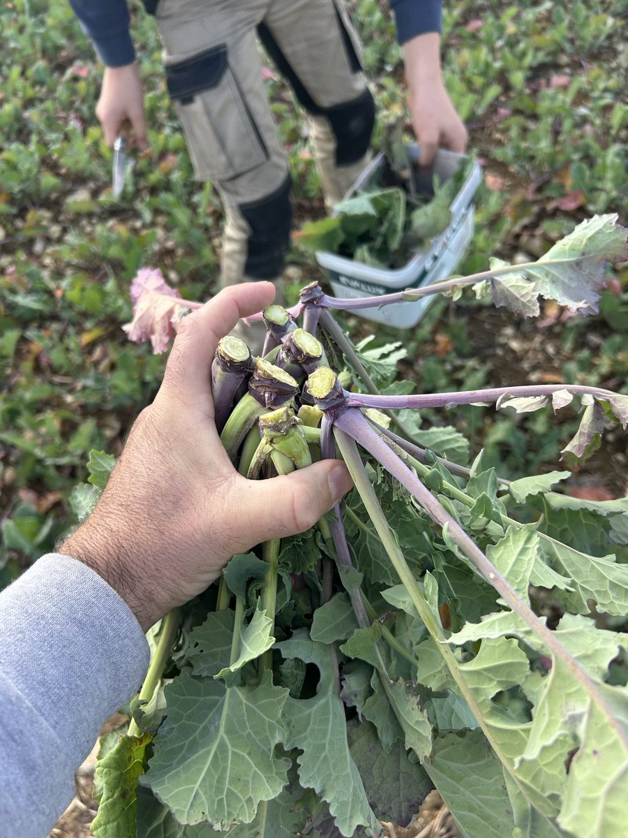 BONNIN1402's tweet photo. Pour compléter tes observations de Côte d’Or @Romlaville, j’ai prévu quelques caisses entre Tonnerre et Chablis avec #LeStagiaire.
Ça va sentir bon dans le bureau lundi matin @terresinovia !
#Berlèse c’est parti https://t.co/qD3mQp0NNg