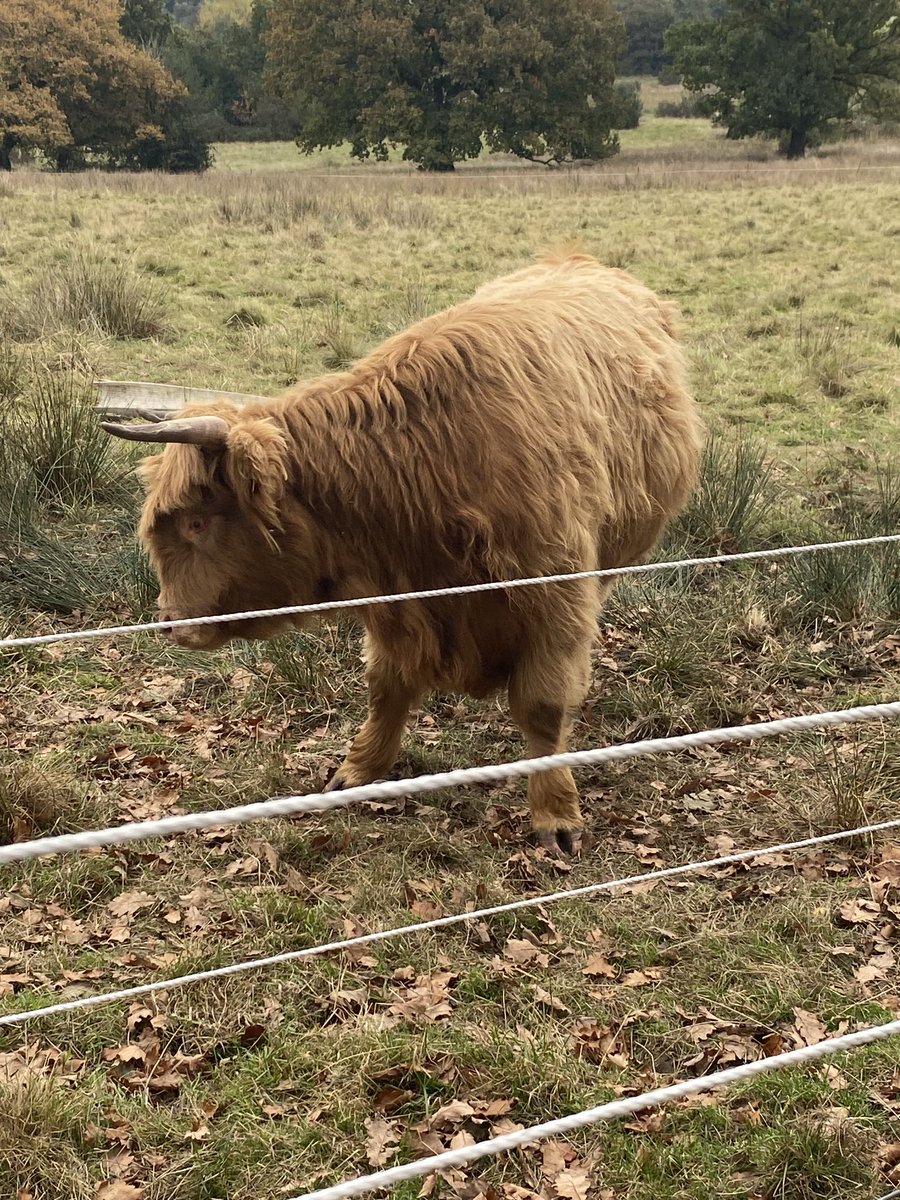hebdenred's tweet photo. @Syndicate That’s insane, loved seeing the Cows this morning 🐄🐄 https://t.co/8HEKGtjywv