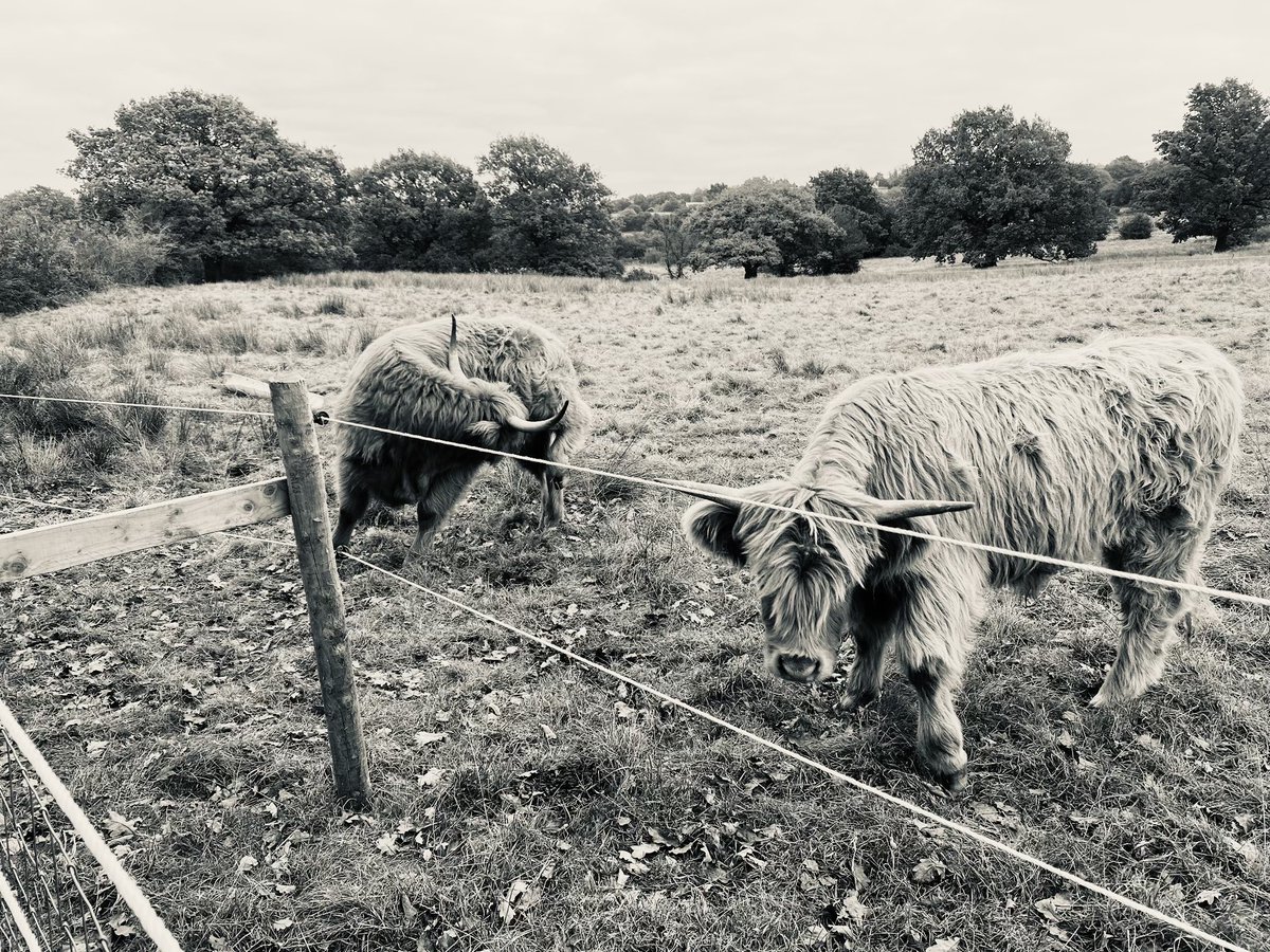 hebdenred's tweet photo. @Syndicate That’s insane, loved seeing the Cows this morning 🐄🐄 https://t.co/8HEKGtjywv