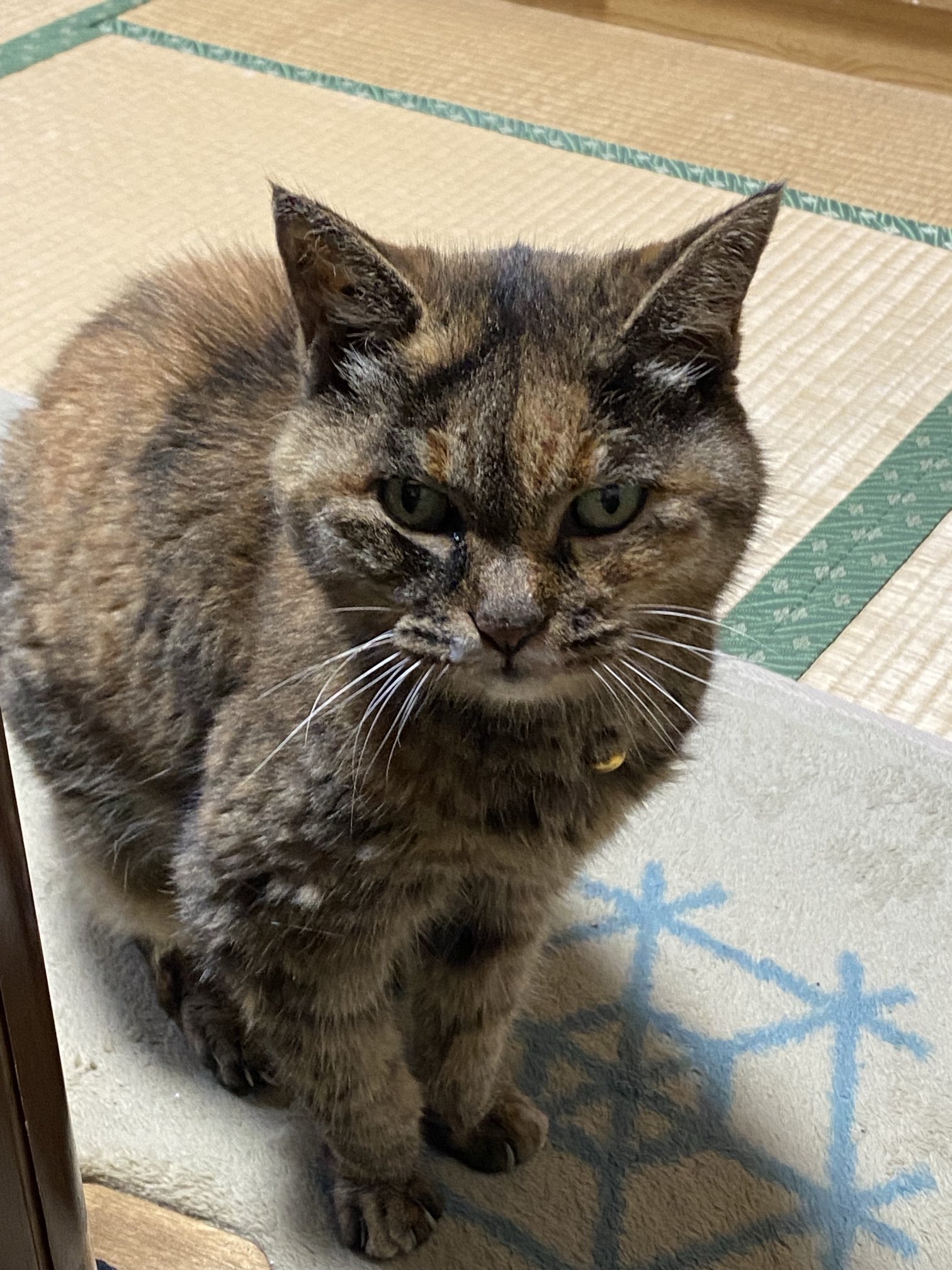 猫先輩 ねこ先輩 on X: 