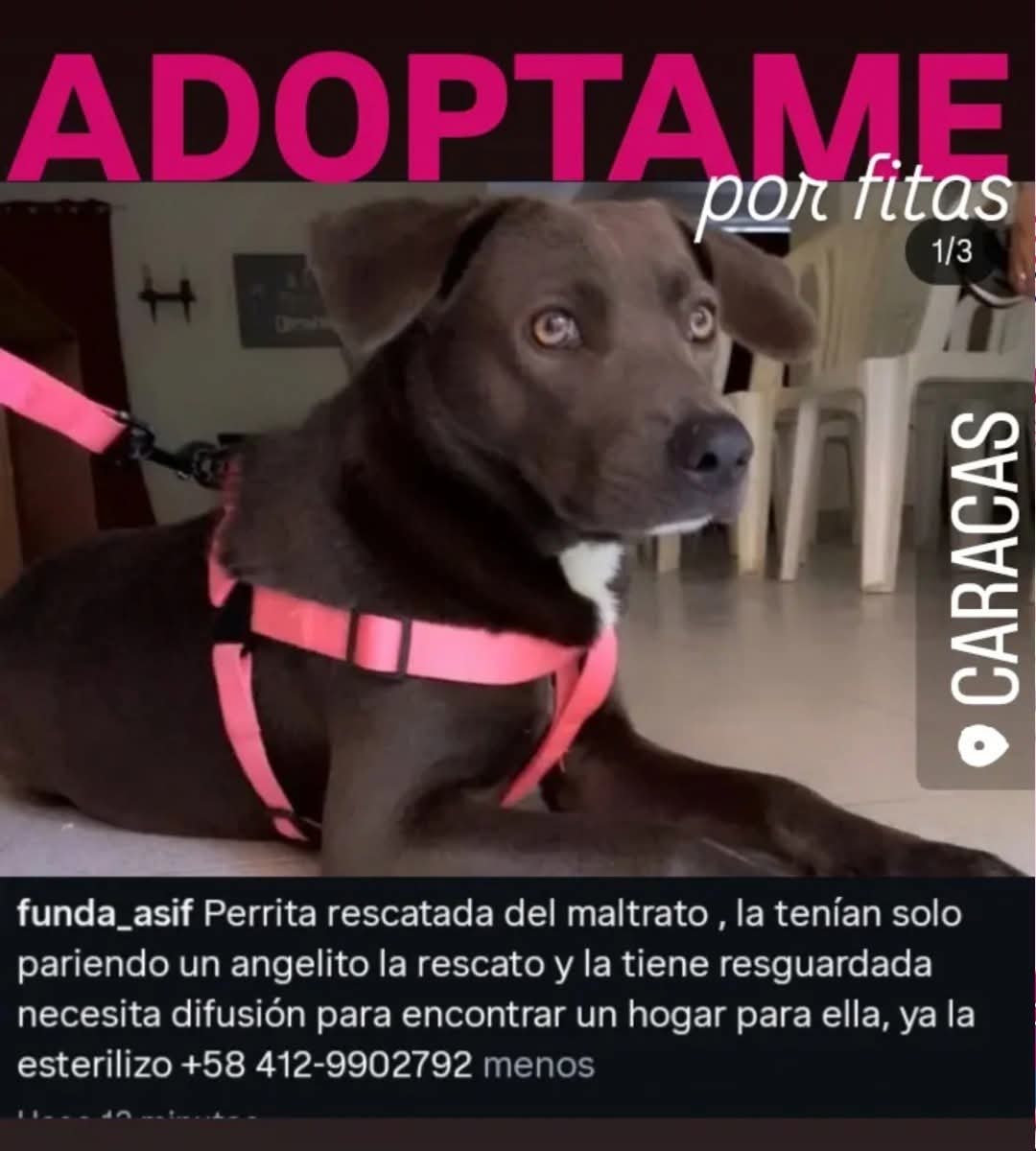 Busca un hogar responsable