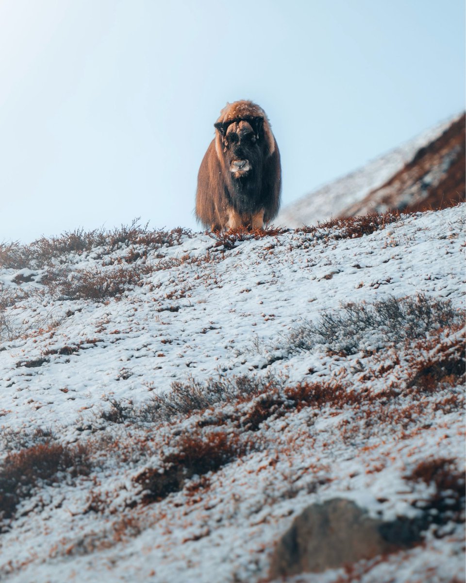 Shedding season  🦬❄️  

Greenland’s musk oxen begin shedding their winter coats, revealing dense qiviut that helps them survive the Arctic, regulate body temperature, and stay mobile on rugged tundra. 

🔗 See them up close: zurl.co/aEznK
#wildlife #greenland #muskox