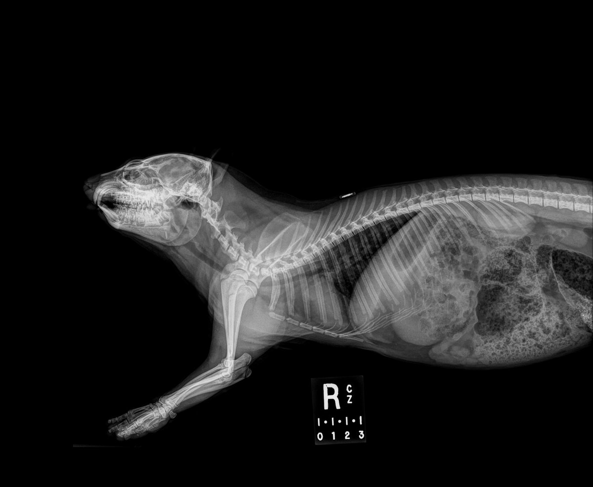 calgaryzoo's tweet photo. We’re counting down to Halloween with #BootifulBones! 👏
We’re back with another test of your X-ray vision. 🩻 Can you tell what animal is in the radiograph?
Find out by checking the comments and our Instagram stories at 3 p.m.! 🦴
#YourZooYYC https://t.co/rz6Xk3T307