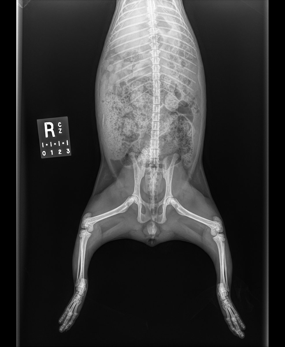 calgaryzoo's tweet photo. We’re counting down to Halloween with #BootifulBones! 👏
We’re back with another test of your X-ray vision. 🩻 Can you tell what animal is in the radiograph?
Find out by checking the comments and our Instagram stories at 3 p.m.! 🦴
#YourZooYYC https://t.co/rz6Xk3T307
