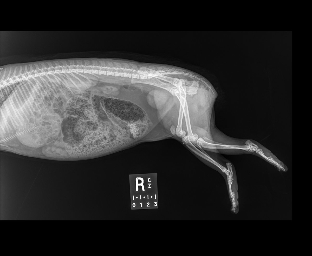 calgaryzoo's tweet photo. We’re counting down to Halloween with #BootifulBones! 👏
We’re back with another test of your X-ray vision. 🩻 Can you tell what animal is in the radiograph?
Find out by checking the comments and our Instagram stories at 3 p.m.! 🦴
#YourZooYYC https://t.co/rz6Xk3T307