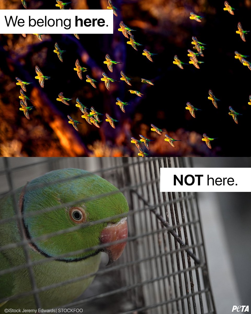 A cage is not a home. It’s a prison!
 
Parakeets are meant to fly in flocks through vast landscapes, not sit alone trapped behind bars. The cage size Petco recommends is 27 million times smaller than a parakeet’s range in nature.
