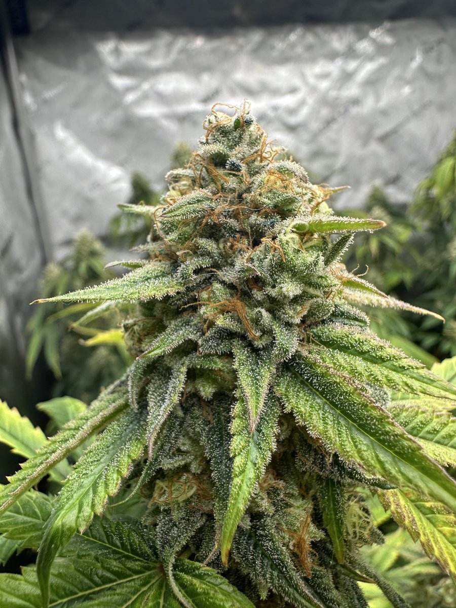 The keeper pheno for me from the <a href="/FTStashPodcast/">From The Stash</a> X <a href="/SwankGenetics/">Swank Genetics</a> F1 hunt has a funky, Teriyaki chicken funk with a garlic, zesty, vanilla accents on the backend. One of the most unique flavors I’ve had in a while 🔥🤌