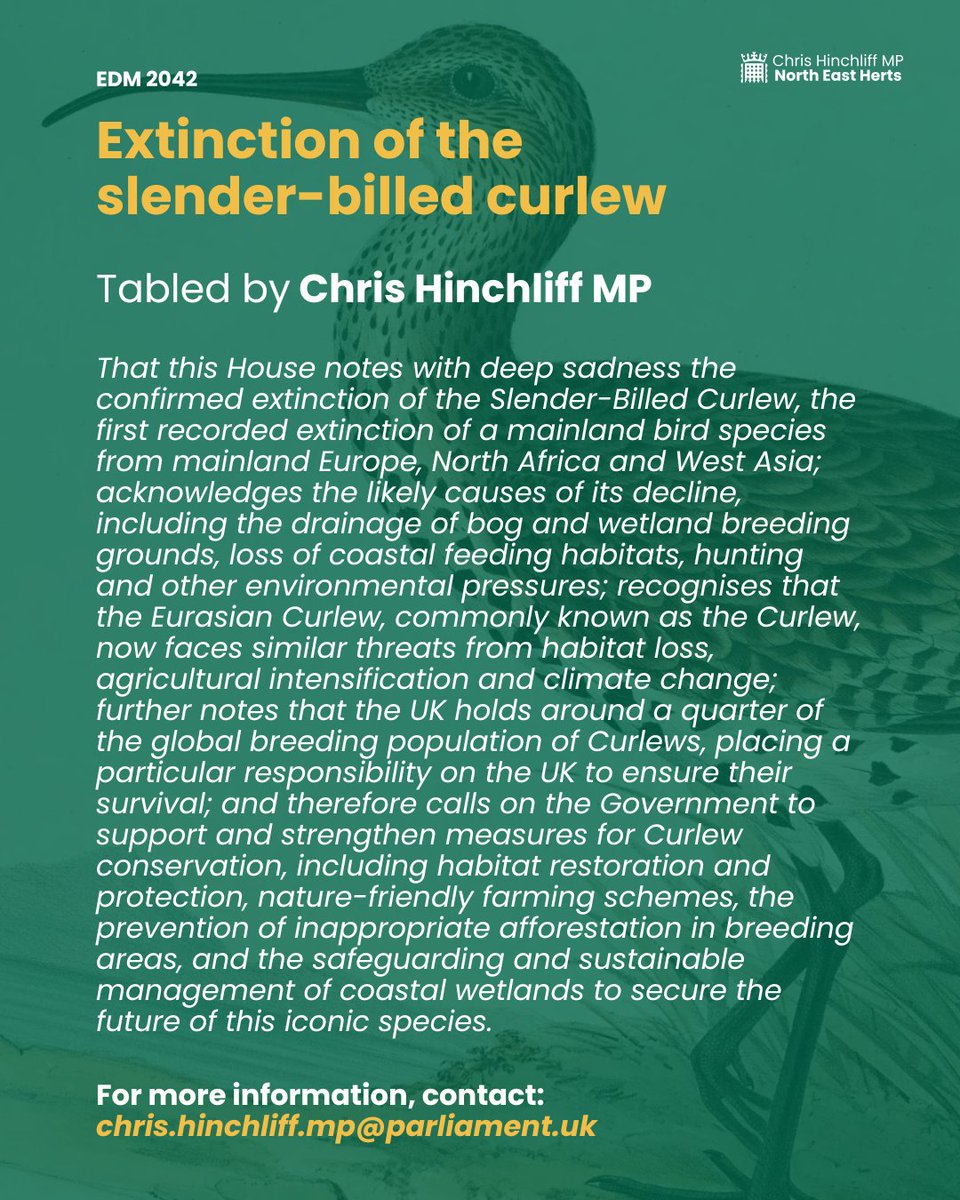 The Slender-Billed Curlew is extinct—the first mainland bird lost from Europe, North Africa, or West Asia.

It will never be seen again.

A stark reminder of the global extinction crisis.

We must act now to save its cousin, the Eurasian Curlew, before it disappears from the UK.