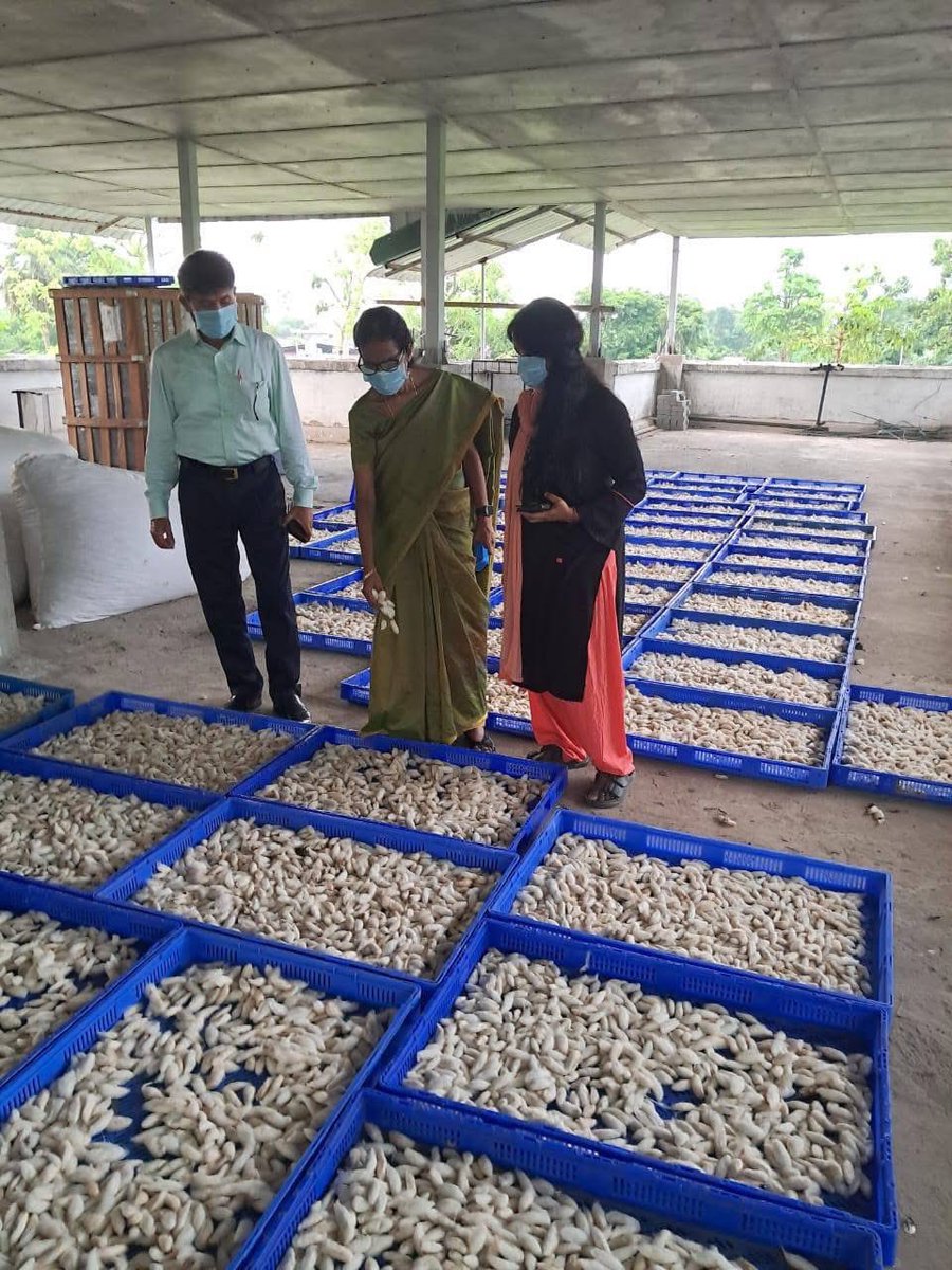 MssoSilk's tweet photo. Director, MESSO Dr. M. Maheswari, along with Dr. B. N. Sarkar, visited P2 EBSF Topatoli to review ongoing commercial seed production activities & the progress of Seri Ecotourism development works.
A meeting was also held with APWD officials on the interior design plans for the upcoming Silk Museum.
A productive day of progress and creative planning for sericulture promotion. 
@csbmot @TexMinIndia