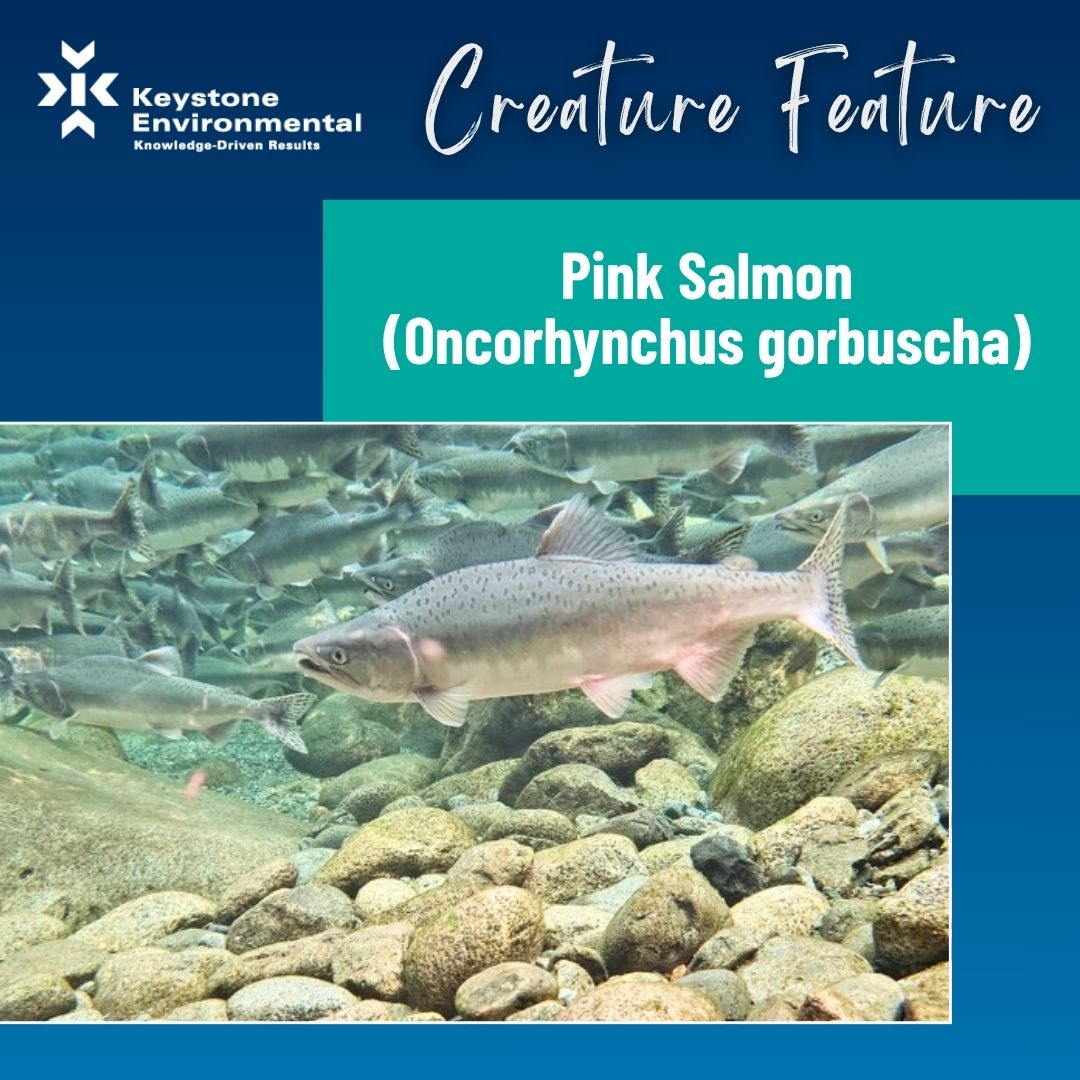 KeystoneEnv's tweet image. Our fisheries team has been conducting spawner counts across BC’s South Coast and captured this school of pink salmon (Oncorhynchus gorbuscha) during an odd-year spawning event.

#CreatureFeature #BiologicalServices #TechnicalExperts #EnvironmentalConsulting