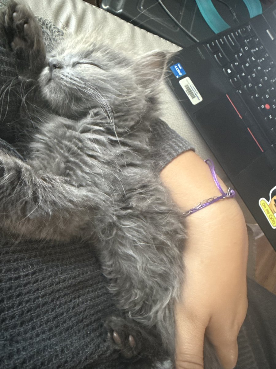 Sleeping kitten to bless your timeline with toe beans!