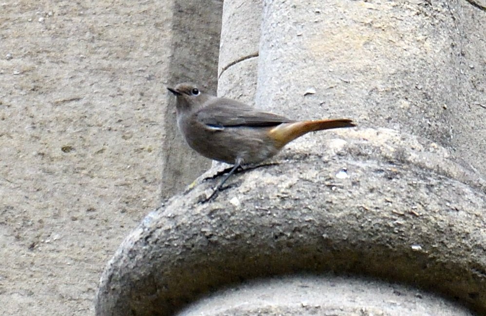 Both Black Redstarts were still showing well at St Albans Cathedral but distant and mobile as usual <a href="/Hertsbirds/">Herts Bird News</a>