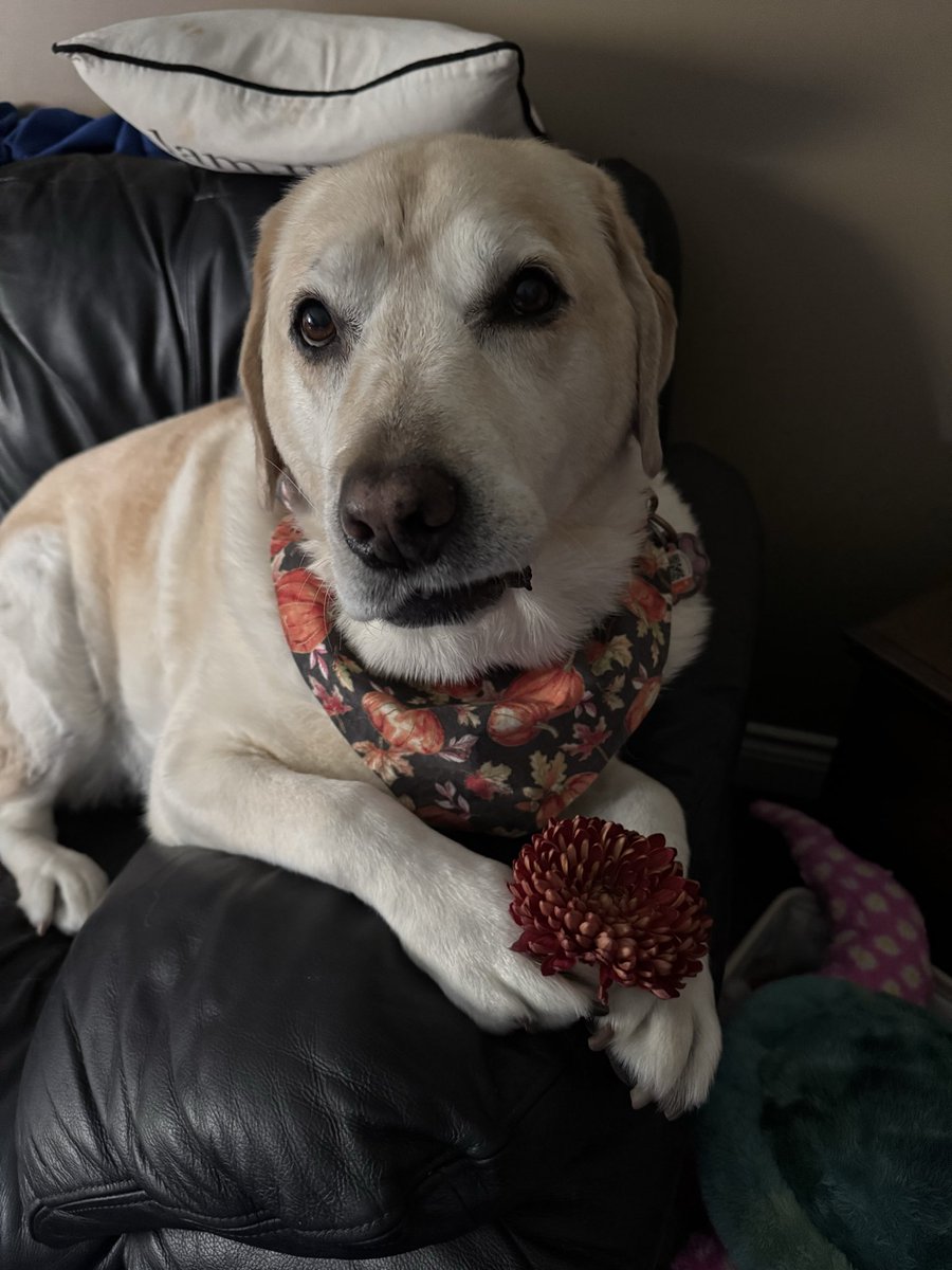 Happy Floof Head Friday friends 🌼. Hope you all have a great day 🥰.
#dogsoftwitter 
#dogsofX 
#FloofHeadClub 
#FloofHeadsforCleo