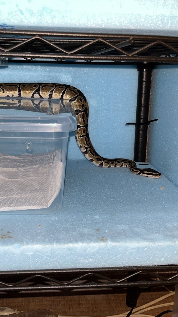 茶太郎が脱獄しておる　#ボールパイソン　#爬虫類