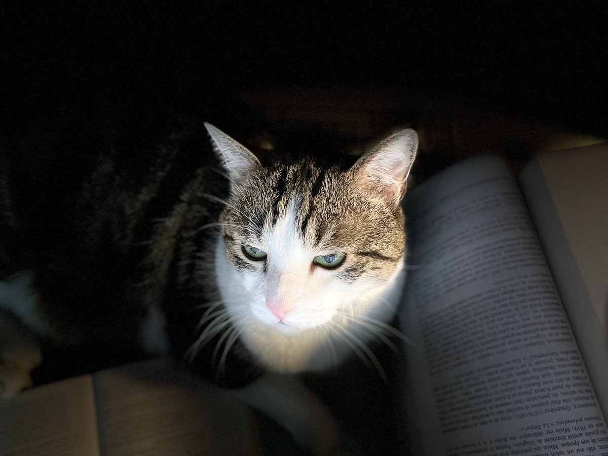 Un chat allongé sur le clavier de l’ordinateur. Au moment où l’on travaille bien sûr. Sinon c’est pas drôle.