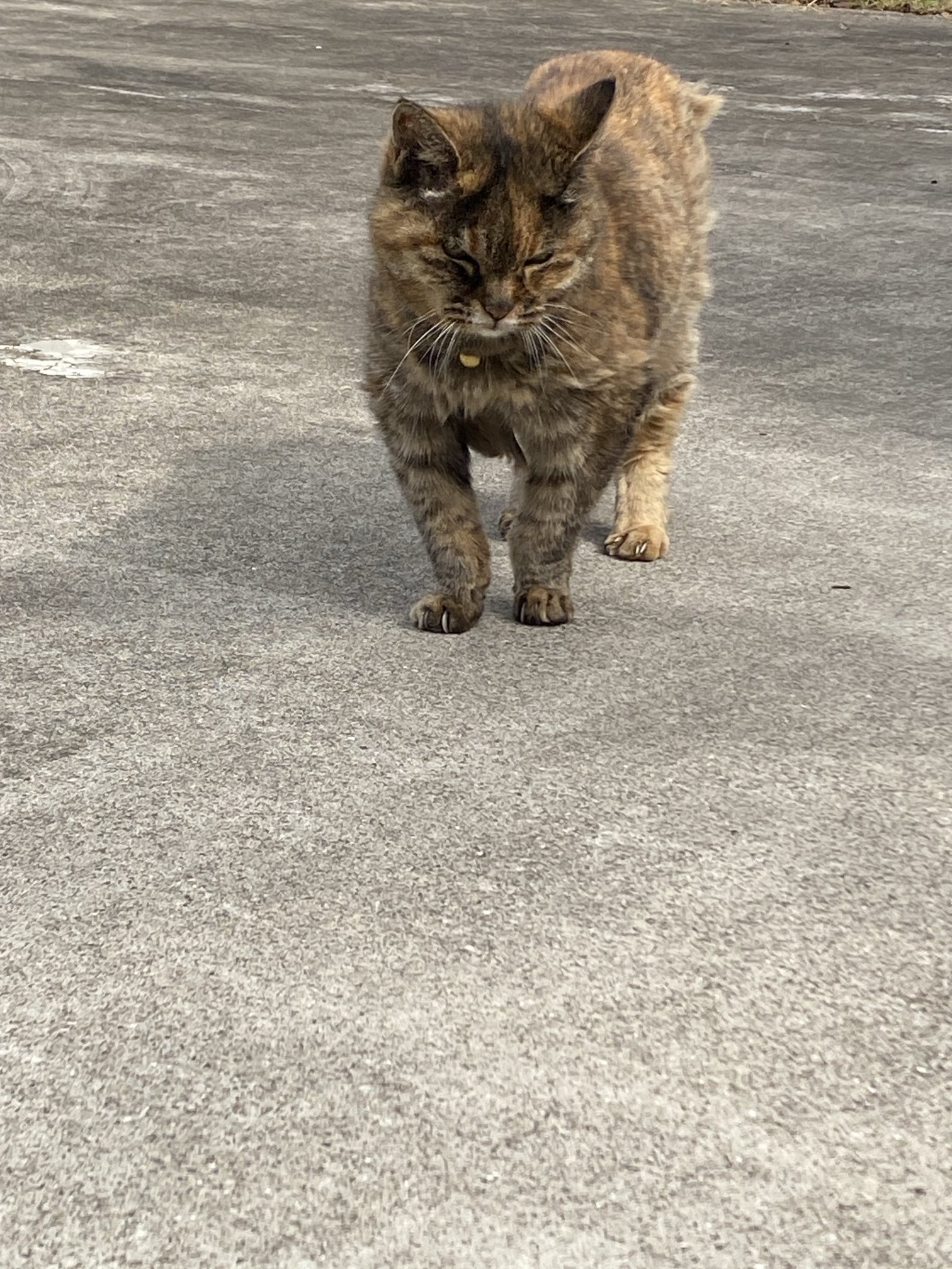 猫先輩 カード検索 ｜ Z/X - Zillions of enemy X - ゼクス公式サイト