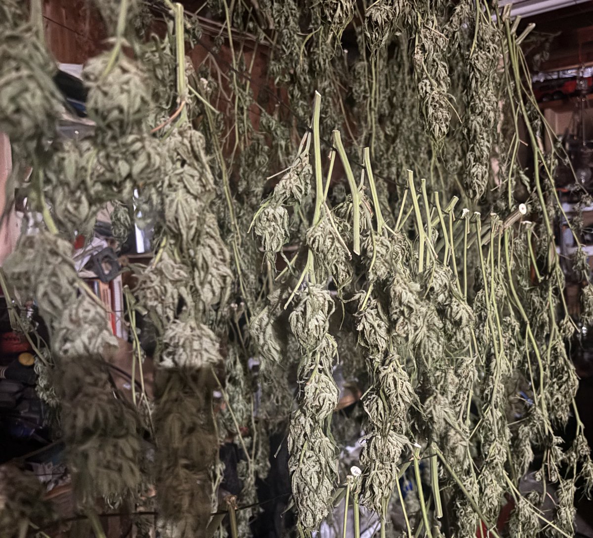WeedVet's tweet image. …we’ll get this wrapped up this weekend…