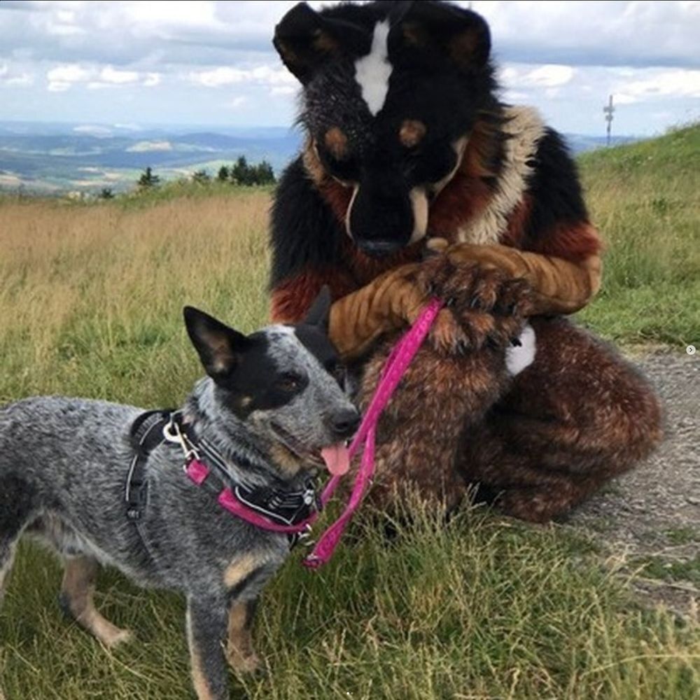Wuff Wuff! 🐾
Zum #FursuitFriday stellen wir euch Blouie the Blue Heeler vor, ein „Australian Cattle Dog“ mit einem Faible für Robotik und Engineering! 💙

Bei der #Furvaria organisiert er die Tombola und steht im Kontakt mit unserem Charity-Partner Stiftung AKM.

#Charity #Furry