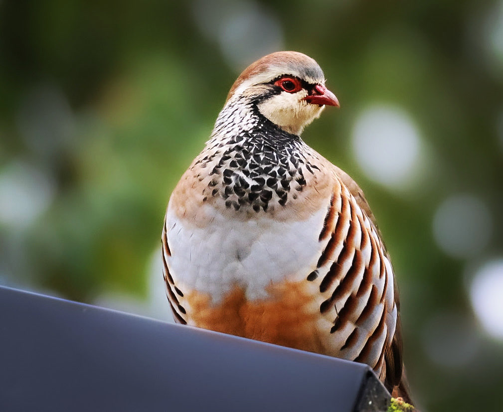 🐻Nature&wildlife 🦔 tweet media