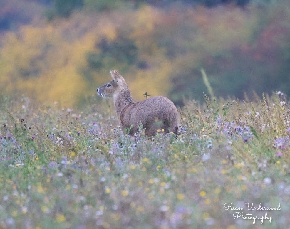 🐻Nature&wildlife 🦔 tweet media