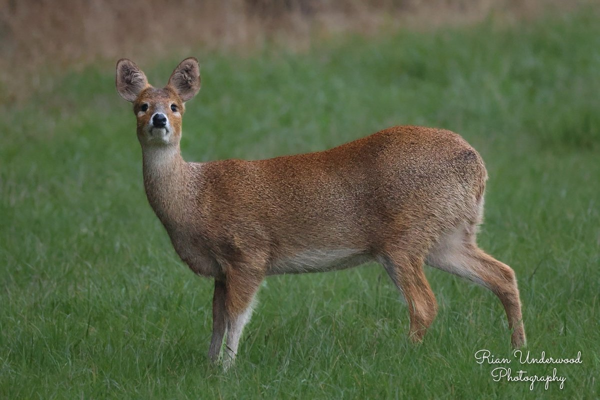 🐻Nature&wildlife 🦔 tweet media