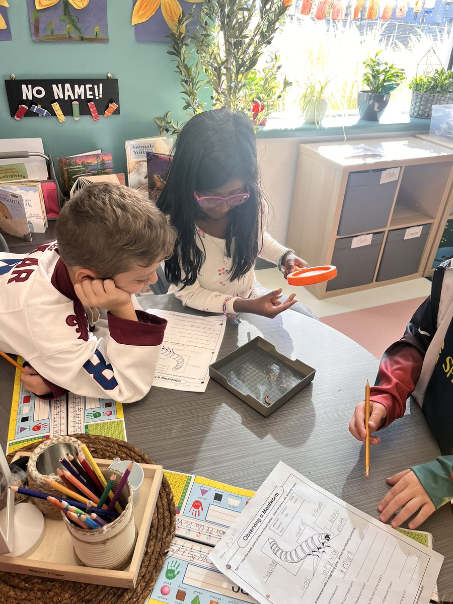Grade2Garden's tweet image. We are examining the life cycle of the darkling beetle which includes a larva stage when it is a mealworm. We learned that God gave us our 5 senses and we using them alto explore these little creatures. @StGiannaOCSB @OttCatholicSB #ocsboutdoors #ocsbDeepLearning @ocsbRE