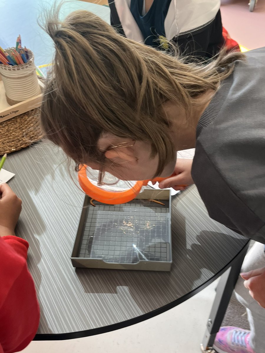 Grade2Garden's tweet image. We are examining the life cycle of the darkling beetle which includes a larva stage when it is a mealworm. We learned that God gave us our 5 senses and we using them alto explore these little creatures. @StGiannaOCSB @OttCatholicSB #ocsboutdoors #ocsbDeepLearning @ocsbRE