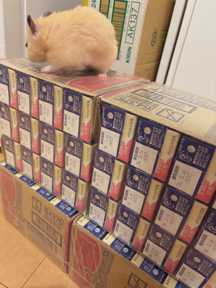 ねね様♡専用ページ 楽天市場】4セット M4 x 40mm メスねじ ニュル付きつまみネジ