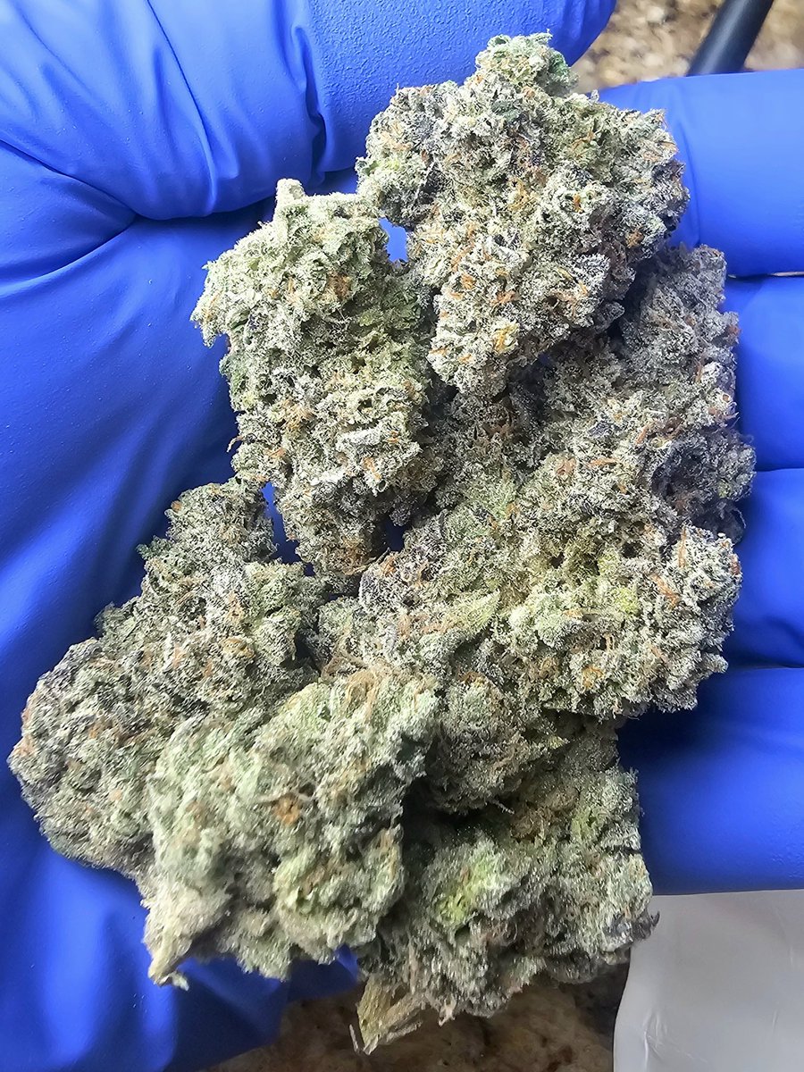 Happy Friday... Gonna be an OG kind of weekend! 

Grew out a single cut of this MAC1 x (Blackberry Fire Thai x Hells Angel), and she's a banger. Smokes very heavy on the kush side and is an absolute treat!!
