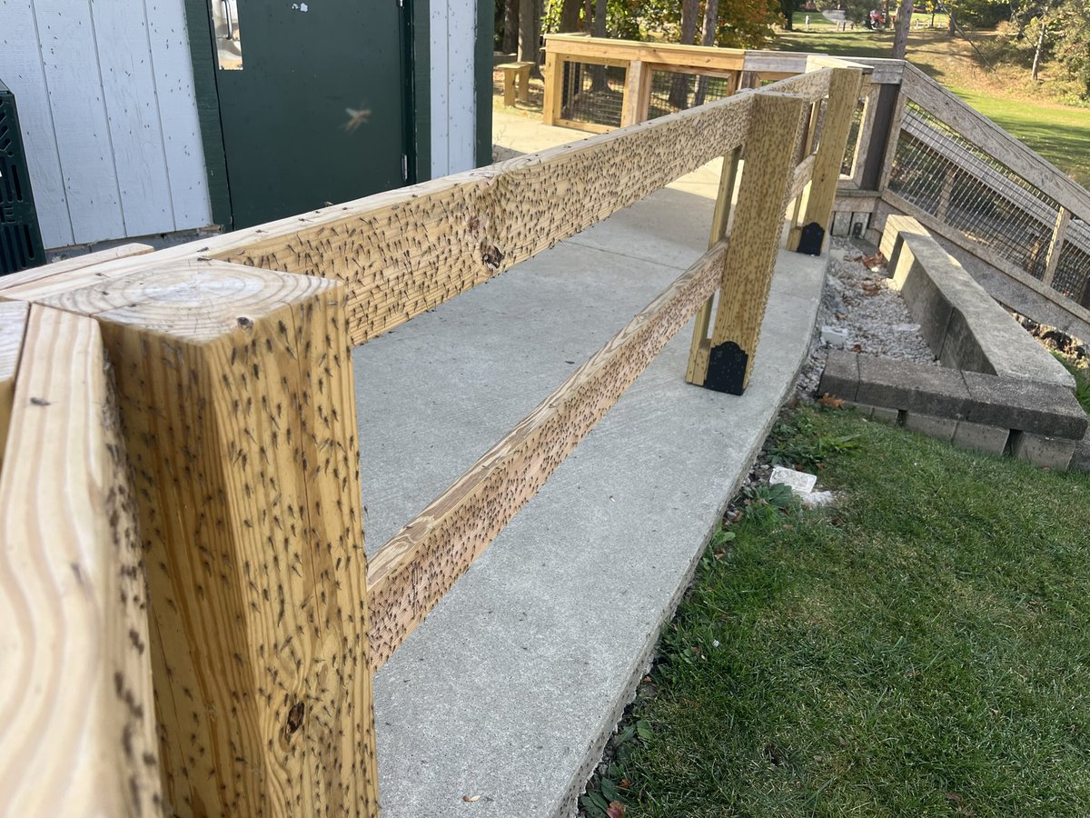 Zoom in if you dare 🤢 midges!!! 

#Cleveland #ohio <a href="/fox8news/">fox8news</a>