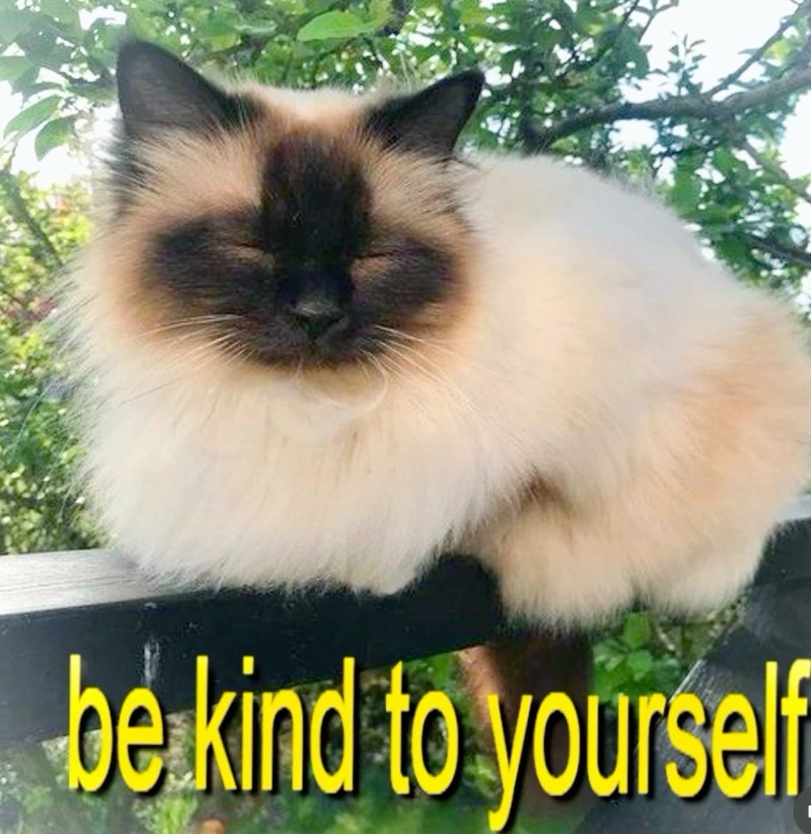 Aemys 𓌏 tweet media