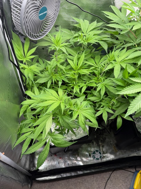 Grow_With_Les's tweet image. Purple Root Beer – Day 7 Flower 🍇💪
Getting crowded, but she’s not backing down. Purple Queen may be flexing, but Root Beer’s holding her ground — stacking quietly, stretching with intent, and staying in the fight.
She’s the sleeper in this tent. Let’s see who really runs it…