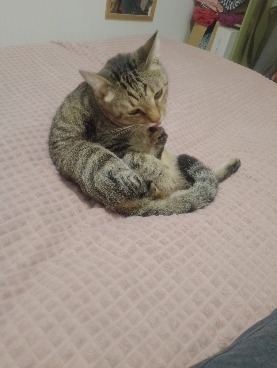 Кот передает вам маленькую хобу