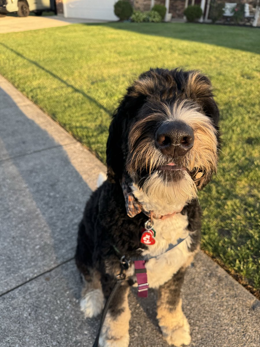 heidi ⭐️ twitch streamer tweet media