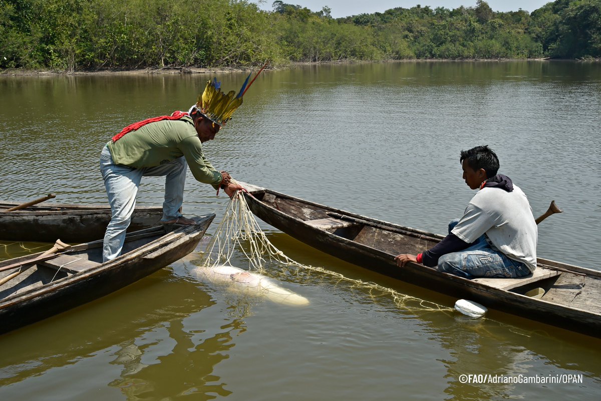 📰<a href="/FAO/">Food and Agriculture Organization</a> y <a href="/OTCAnews/">Organización del Tratado de Cooperación Amazónica</a> promueven la #BioeconomíaAmazónica con un programa de inversión que busca movilizar US $70,3 millones para impulsar ecosistemas digitales🛜y gestión sostenible de la pesca🎣

📲Lee la nota completa: bit.ly/4n9GtKW

#ForoDeInversión #ManoDeLaMano
