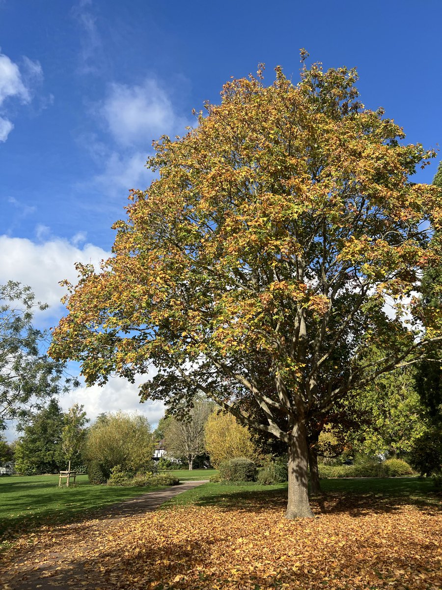RalfBox's tweet image. Autumn vibes in Cambridge 🇬🇧