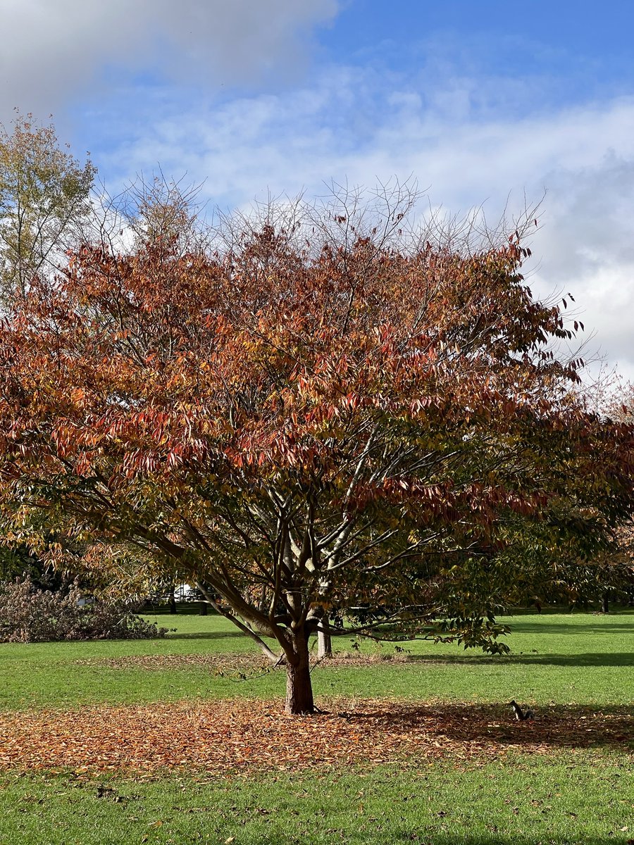 RalfBox's tweet image. Autumn vibes in Cambridge 🇬🇧