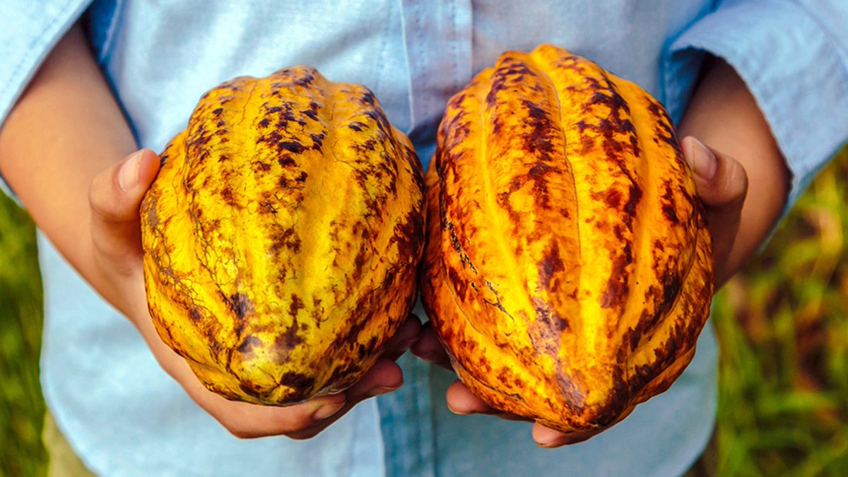 El cacao 🍫 En la Sierra Nevada, los pueblos Arhuaco y Kogui llaman al cacao medicina. Cada semilla es un regalo de la Madre Tierra, un acto espiritual que reconforta y equilibra. Un ritual colombiano que enseña a sanar desde adentro.