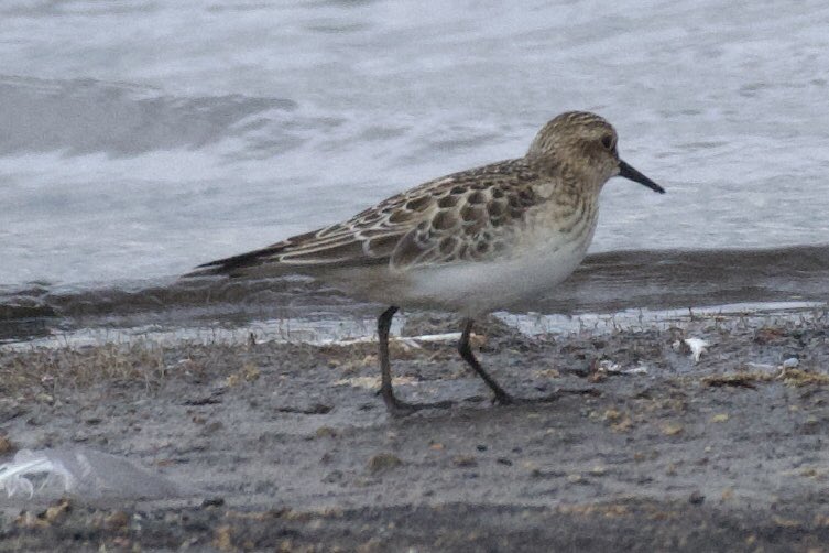 A Baird’s sandpiper at Colliford Lake, Cornwall today. What a great twitch on the way back from the Scillies <a href="/RareBirdAlertUK/">RareBirdAlertUK</a> <a href="/swlakes/">South West Lakes Trust</a> #BirdsSeenIn2025 #BirdsofX #birdwatching