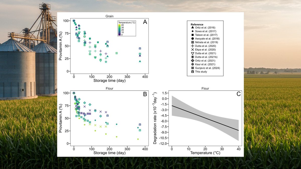 📢 Article Alert
Temperature &amp; hardness affect carotenoid loss in maize flour more than in whole grain.

We built a predictive model for carotenoid degradation based on storage temperature.

Free access until Dec 3:
authors.elsevier.com/c/1lxOU2co8i8M…

<a href="/OficialGimuce/">GIMUCE</a> José Gerde <a href="/PituBorras/">Lucas Borras</a>